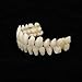 Brrnoo 280pcs / 10 Kit Resina Dentadura postiza Dientes, Relleno de Dientes...