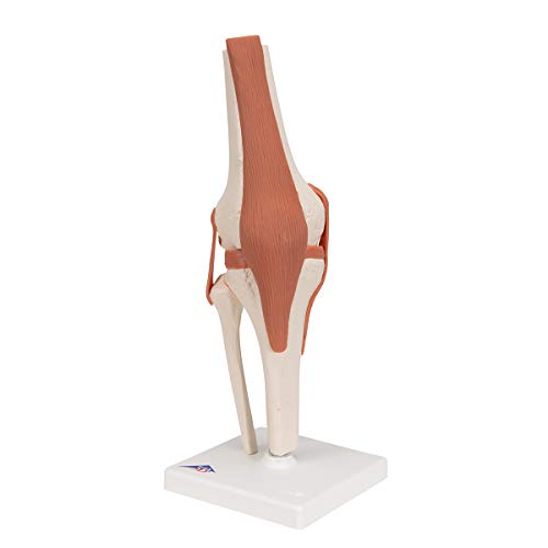 3B Scientific A82 Functional Knee Joint - 3B Smart Anatomy #TOP5