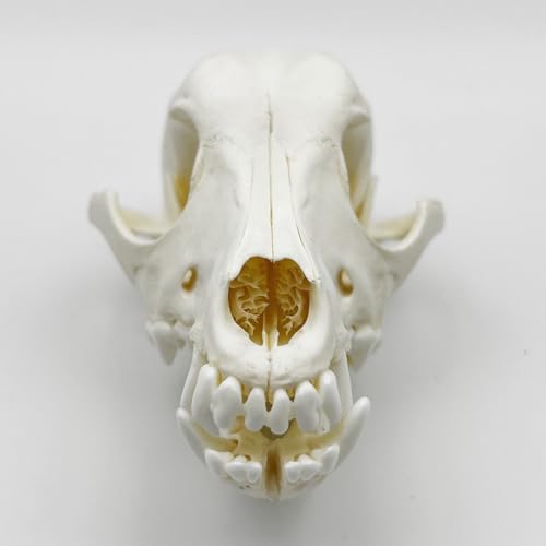 Image of Taxidermy Real Animals Skull Decor - Model Animals Bones Specimen,Taxidermy Supplies for Science Education,Collection (Dog)