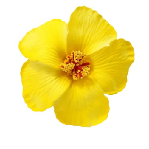 nCAX^Ct[wAob^Ə̂߂̊~߃TChNbvr[`p[eB[t̎ʐ^BenCrXJXwAANZT[