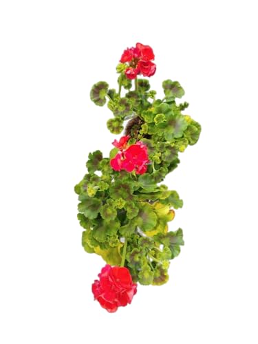 Geranio Rojo |Pack 2 Unidades |DECOALIVE | Geranios con Flores Rojas