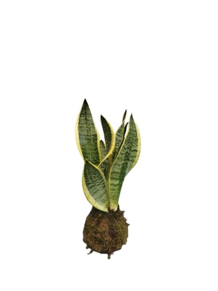 DECOALIVE Kokedama de Sansevieria Trifasciata Laurentii – Planta Natural Purificadora de Aire