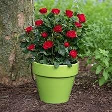 Fresco 100 piezas de semillas de plantas de rosas en miniatura para plantar rojo