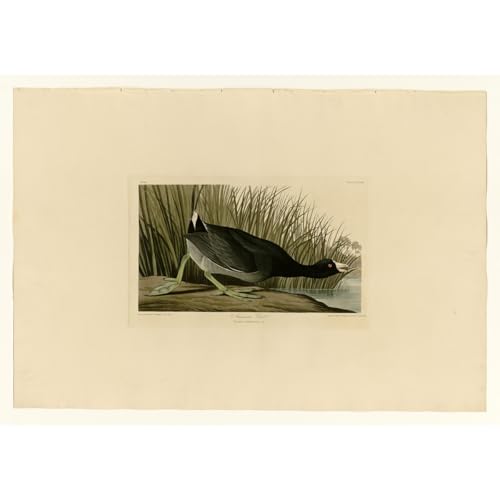 Foulque américaine décoration murale oiseau toile Audubon 40x50
