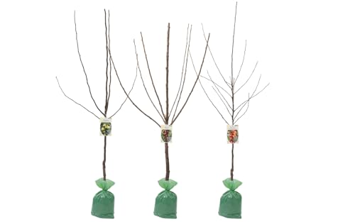 Árboles frutales XXL conjunto de 3 (Amanzana Jonagold, Conferencia de Pera y Cereza Dulce Cordia)