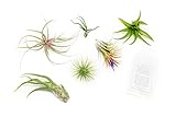 Grab Bag Pack Small & Medium Air Plants - Fertilizer Packet - Wholesale - Bulk - Live Tillandsia -...