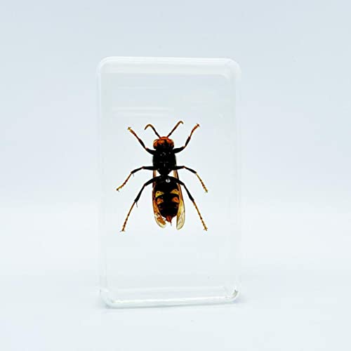 Assorted Styles of Beetle and Insect Specimens, Clear Amber Resin Material Ideal for Kids' Science Education, Collecting, and Home Decoration 2.4″*1.4″*0.7″ (No.42)