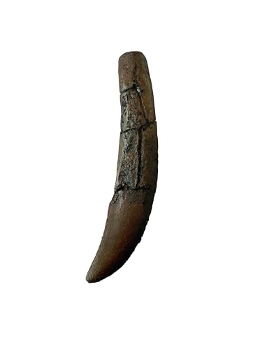 Allosaurus Tooth Replica with Root – 4.3