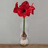 Chalily Amaryllis Bulb Kit: Red Lion in Stunning Custom Glass Vase NO Messy Soil Necessary Indoor Flowers and Blooms Many Color Options Red, Pink, White