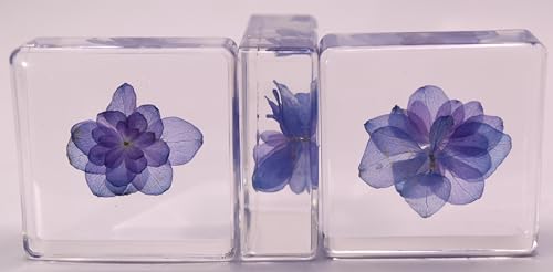 Image of 38mm Real inchNikko Blue inch Hortensia Flower in Crystal Clear Lucite Resin Specimen Sky Blue Hydrangeas Botanist Herb Herbarium Collection for Botany Science Education & Desk Ornament Display Paperweight