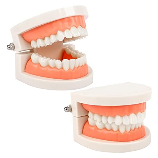 2 piezas Modelo de Demostración Dental Modelo de Dientes Estándar Modelo Dental Modelo de Enseñanza de Dientes para Enseñanza Dental,Cuidado Bucal