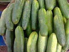Cucumber Spacemaster Great Heirloom Vegetable Seeds by Seed Kingdom Bulk 1 Lb Seeds
