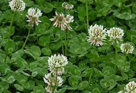 10 White Dutch Clover Flower Seeds
