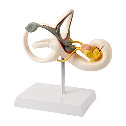Image of Inner Ear Model 2 Part 8X Cochlear Semicircular Canal and Vestibular Open Anatomical Model for Medical Teaching Study