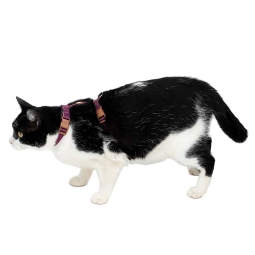 Conjunto Peitoral H De Gato U Bordô-Caqui