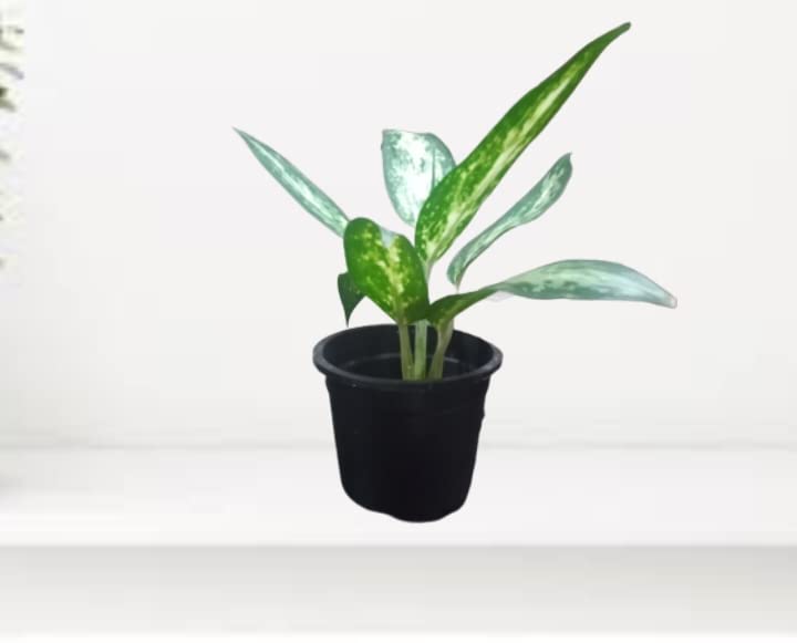 AMALZACK AGLAONEMA PEARL PLANT INDOOR/OUTDOOR-image-22