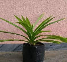 See full amazon price history chart for OXY GREEN PLANT®Pandan Plant, Basmati Plant,Rambha Plant,Biryani leaves Plant,Rampe,Ramba Healthy Live Plant ActualPlant Height will be 0.5 ft to 1.5 ft (In between) OXY GREEN PLANT®Pandan Plant, Basmati Plant,Rambha Plant,Biryani leaves Plant,Rampe,Ramba Healthy Live Plant ActualPlant Height will be 0.5 ft to 1.5 ft (In between) (B0C5MDWLY4) Amazon Price History, Amazon Price Tracker