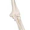 3B Scientific A10 Scheletro su Cavalletto in Metallo con 5 Rotelle + software gratuito di anatomia - 3B Smart Anatomy