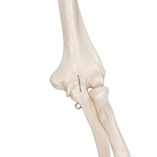 3B Scientific A10 Scheletro su Cavalletto in Metallo con 5 Rotelle + software gratuito di anatomia - 3B Smart Anatomy