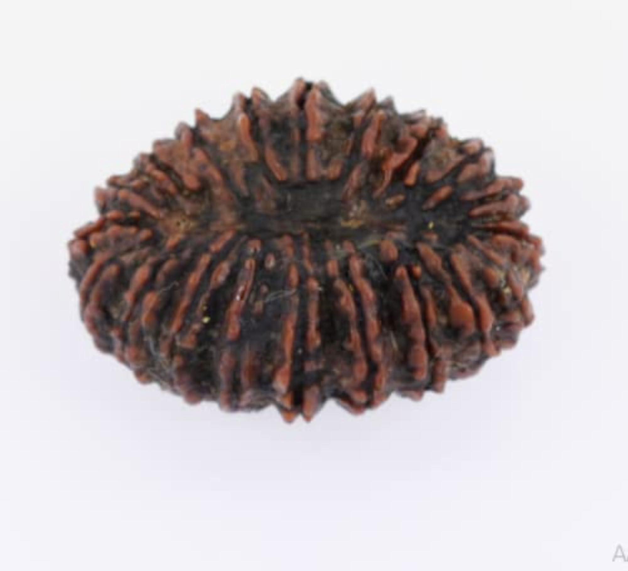 Natural 20 Mukhi Rudraksha Nepali Brown Beads Certified