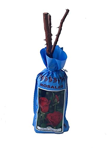 Rosal grandiflora Chrisler Imperial en bolsa (cepellón) (color rojo oscuro)