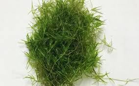 Live Guppy Grass Aquarium Fish Tank Easy Live Plant, Najas Sp guadalupensis Portion, Grows Very Fast, Fry Saver Nitrate Remover Filter Pond