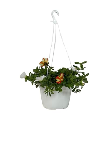 Verdolaga Planta Viva en Maceta – Portulaca oleracea Planta Natural Comestible y Medicinal para...