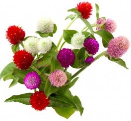 Go Green Gomphrena Globosa Crystal Seeds (Pack of 100) (B014WLL7P4) Amazon Price History, Amazon Price Tracker