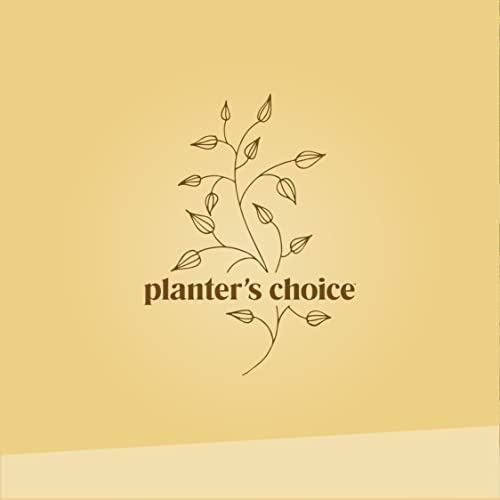 50 Bamboo Plant Labels In Gift Box (T-Type) - Wooden Plant Tags - Wood Cheese Markers #TOP5