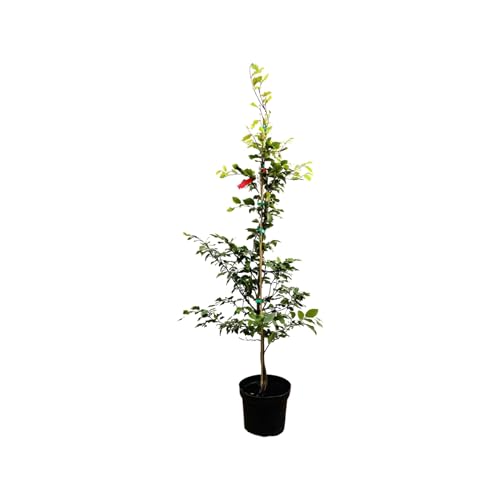 Fagus sylvatica 100-125 cm – Winterhart & Mehrjährig & Pflegeleicht – Rotbuche – Heckenpflanze für Garten & Sichtschutz
