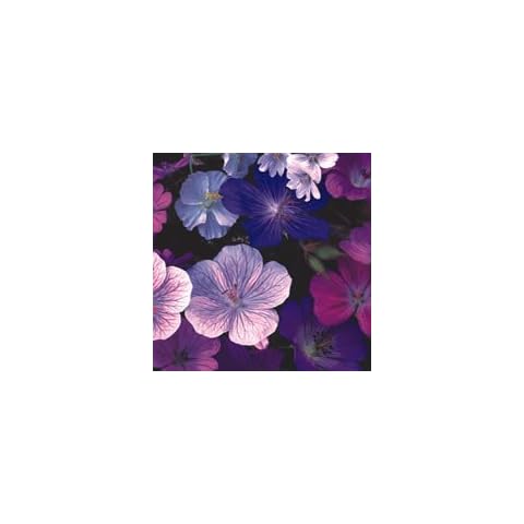 Plant World Seeds Geranium Hardy Mixed Seeds Cover