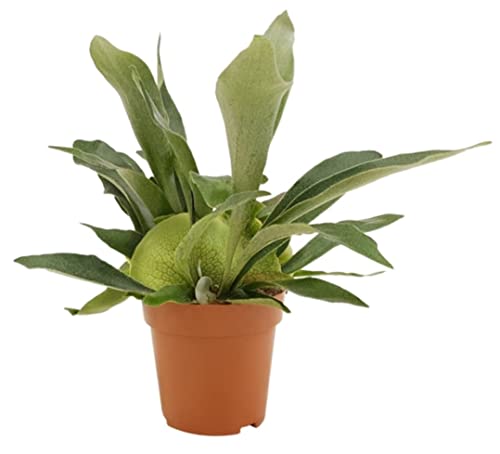 Helecho Staghorn - Platycerium bifurcatum - Planta interior - Altura 30-35 cm | Maceta-Ø 12 cm