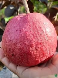 Image of ZXXYANBI Black Diamond Guava Layering /Grafted Fruit Live Plant (Height 1.5-2 Feet) rare and exotic fruiting tree, Fruits After 6 Month, sweet, aromatic pink-red flesh, 1 Healthy Plant For Home Garden