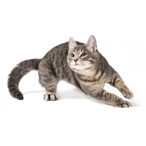 Kattovit Feline Diet Diabetes/Gewicht | 400 g | Trockenfutter für Katzen im Beutel | Zur Verringerung der Kalorienaufnahme | Hoher Proteingehalt zur Unterstützung der Muskeln