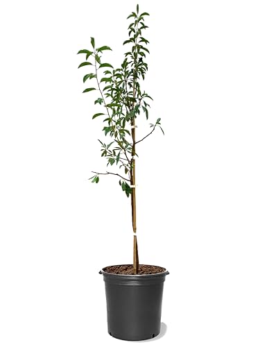 American Plant Exchange Apricot Tree 'Superb' – Live Fruit-Bearing Plant, 5-Gallon Pot, Cold Hardy, Sweet Edible Apricots for Outdoor Orchards and Landscapes