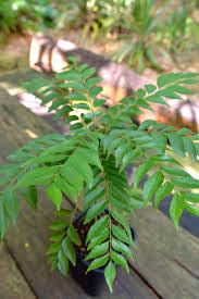 BIO-LIFE® Kerala Curry Leaves Plant- Kadi Patta/Sweet Neem/curry veppila (Curry patta plant) Medicinal Live Plant (Home & Garden)