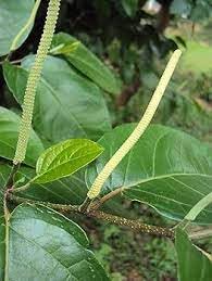 Colubrinum- VENUS-ONLINE 1 healty Live Plant Wild Thippalli, brazilian Colubrinum, Piper colubrinum plant stem size 40cms suitable for black pepper grafting