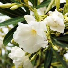 Baby Plants - Live Kaner Plant White Color Flower with Plastic Pot (B09C4W19HT) Amazon Price History, Amazon Price Tracker