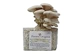 White Oyster Mushroom Grow Kit by Forest Origins, Beginner Mushroom Growing Kit, Top Gardening Gift,...