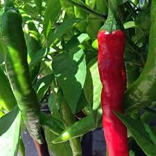 Semi di piante di Pepe Wayland Chiles