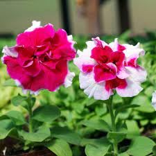 Petunia flower seeds double|| Double flower seeds for petunia flower,High germination seeds pack of 60 (B0DFV1PRSQ) Amazon Price History, Amazon Price Tracker