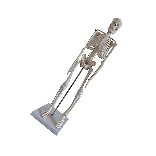 Modèle de squelette humain anatomique pour assimiler les cours de science