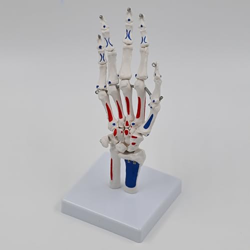 Squelette de main avec radius et cubitus modèle anatomique d'étude médicale - 3