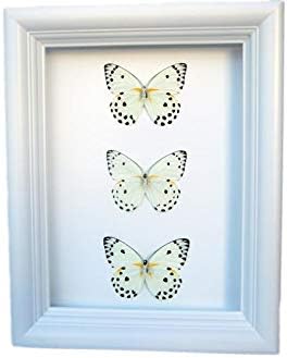Real Framed Butterfly Taxidermy - Belanois Calypso Polka Dots - Nature Office Decor
