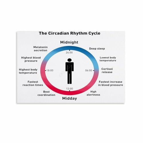 Circadian Rhythm Biological Clock Chart Poster Sleep Guide (3) Canvas