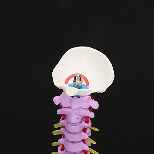 Lebensgroßes, Flexibles Anatomisches Menschliches Wirbelsäulenmodell mit Vollständigen Nerven, Arterien, Lendenwirbelsäule und Abnehmbarem Becken und Femur. Wissenschaftliches