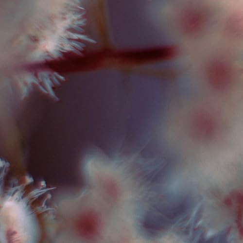 Jake Falby & Joel Shearer