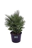 Altezza pianta: 40 cm - Diametro vaso: 24 cm