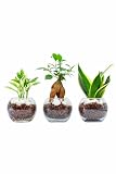 [ miipas ] 観葉植物 おまかせ3種セット 育て方説明書付き【何が届くかお楽しみ！ガジュマル or パキラ は保証・他2品種はmiipasにお任せ】本物 観葉植物 ハイドロカルチャー ミニ （ 虫が湧きにくくお手入れ簡単/ミィパス ）