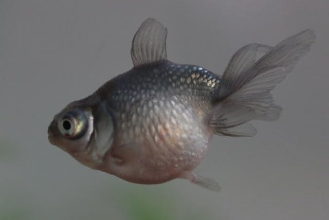 金魚【穂竜】 金魚】穂竜（ほりゅう）の飼い方や通販を含めた販売や価格帯とは